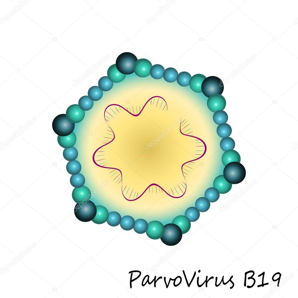 Parvovirus b19 particle structure — Stock Vector © Moonnoon #39585081