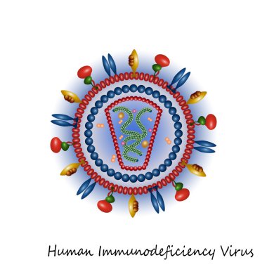 HIV virüsü parçacık yapısı