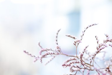 küçük pembe çiçekler