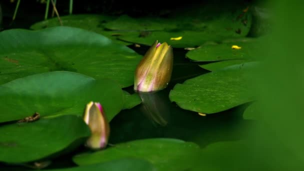 Time lapse of water lilies while opening or closing — Stock Video