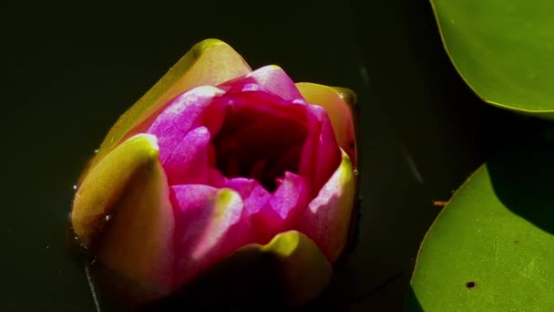 Time lapse of water lilies while opening or closing — Stock Video