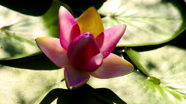 Time lapse of water lilies while opening or closing — Stock Video