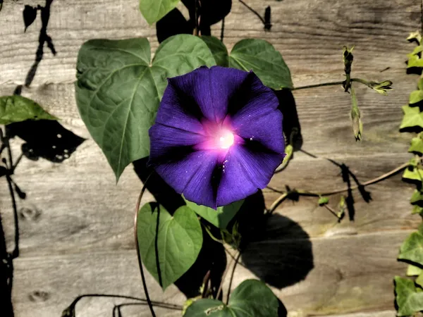 Ahşap çit karşı Morning Glory
