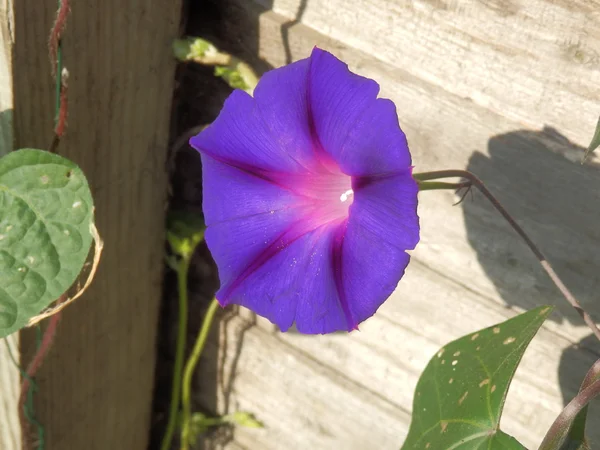 Çit üzerinde gölge ile Morning Glory