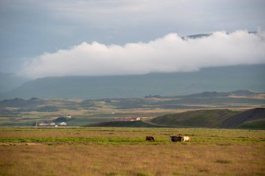 Kırsal İzlanda 'da ineklerin otladığı bulutlu bir arazi.