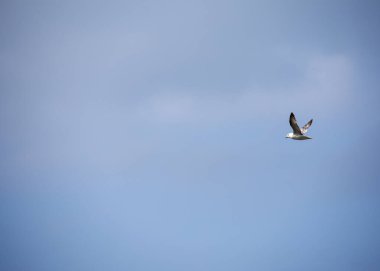 İzlanda 'da yazın mavi gökyüzünde uçan martılar.