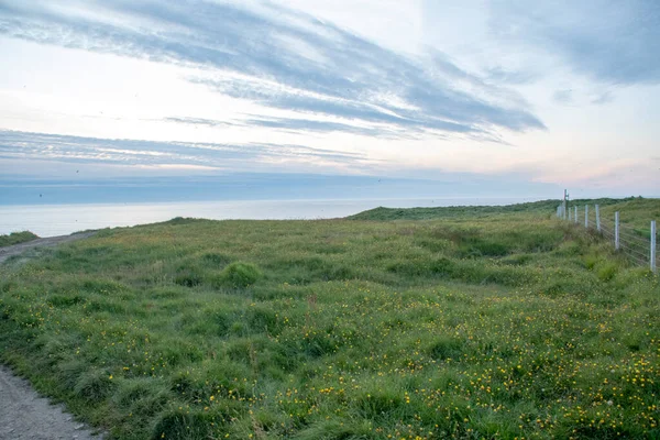 Landscape Grassy Dandelion Meadow Grimsey Island — Stock Photo, Image
