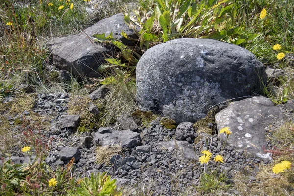 Красива Лишайник Мох Ростуть Скелях Острові Грімсі — стокове фото