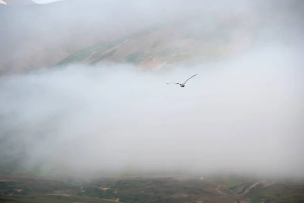 Птица Летит Облаке Снежным Горным Фоном Далвике Исландия — стоковое фото