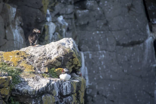 Landscape Puffins Nesting Cliffs Grimsey Island — Stock Photo, Image