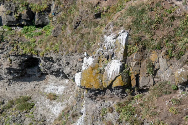 Τοπίο Του Γλάρου Κάθεται Guano Καλύπτονται Γκρεμό Στο Νησί Grimsey — Φωτογραφία Αρχείου