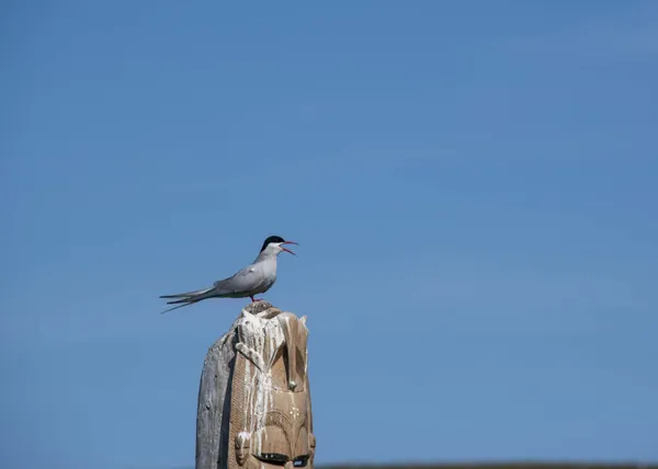 Arctic Tern Sitter Totempålen Grimsey — Stockfoto