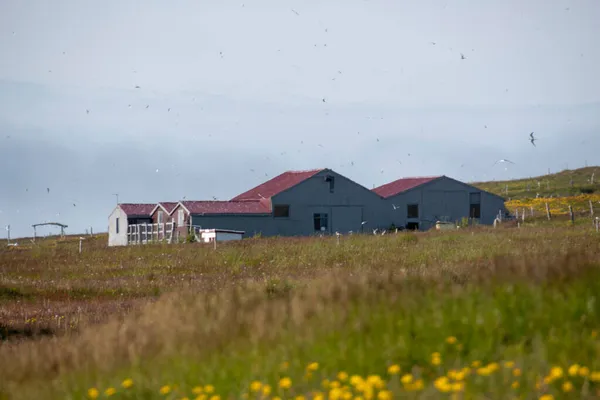 Landscape Barn Grassy Dandelion Meadow Grimsey Island — Stock Photo, Image