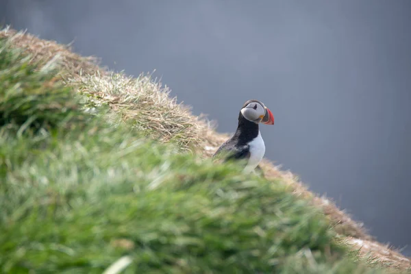 Landskap Puffin Sitter Gräsbevuxen Klippa Grimsey Island — Stockfoto