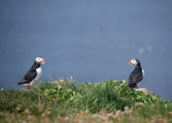 Landskap Puffin Sitter Gräsbevuxen Klippa Grimsey Island — Stockfoto