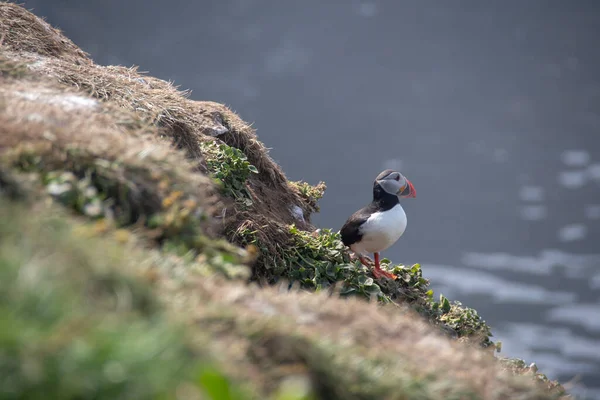 Landskap Puffin Sitter Gräsbevuxen Klippa Grimsey Island — Stockfoto