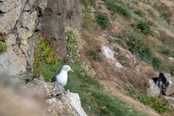 Gull Klippor Norra Ishavet Grimsey Island — Stockfoto