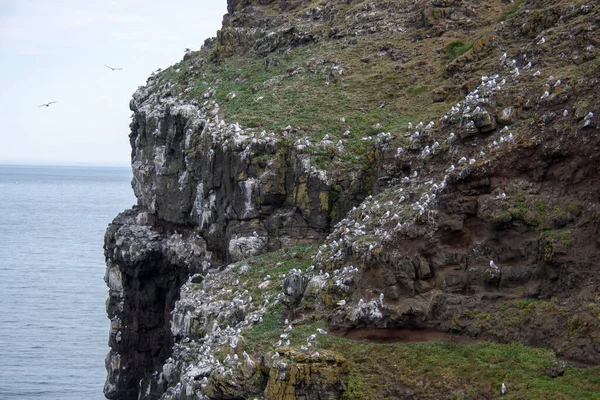 Птахи Гніздяться Трав Яних Скелях Узбережжі Острова Грімсі — стокове фото