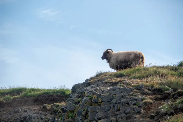 Krajobraz Owiec Spacerujących Bujnej Trawiastej Skale Wybrzeżu Wyspy Grimsey — Zdjęcie stockowe