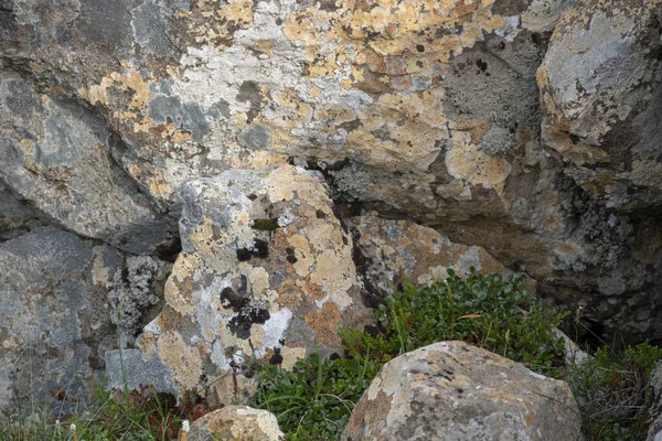 Πολύχρωμες Λειχήνες Φυτρώνουν Ένα Βράχο Στη Βόρεια Ισλανδία — Φωτογραφία Αρχείου