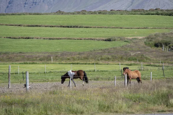 Krajobraz Koni Wypasanych Farmie Przy Kraterze Eldborg Koło Borgarnes Islandia — Zdjęcie stockowe