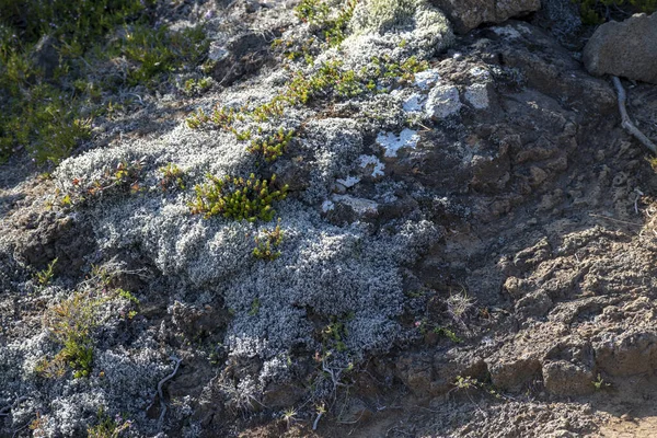 Κοντινό Πλάνο Λειχήνας Και Βρύων Που Αναπτύσσονται Στον Κρατήρα Eldborg — Φωτογραφία Αρχείου
