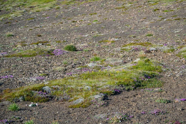 Τοπίο Βρύων Που Αναπτύσσονται Βράχο Λάβας Στο Ηφαίστειο Fagradalsfjall — Φωτογραφία Αρχείου