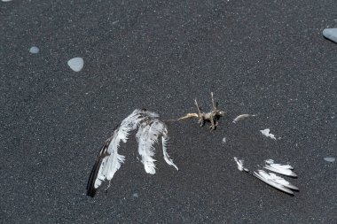 Vik 'teki Kara Kum Sahili' ndeki tüylerin manzarası