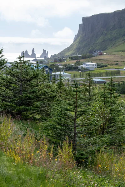 ビック アイスランドの丘の上の木の風景 — ストック写真