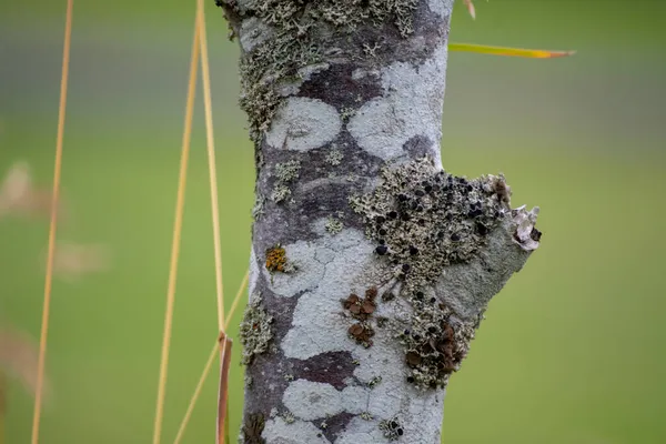 アイスランドの木の幹で成長している苔の閉鎖 — ストック写真