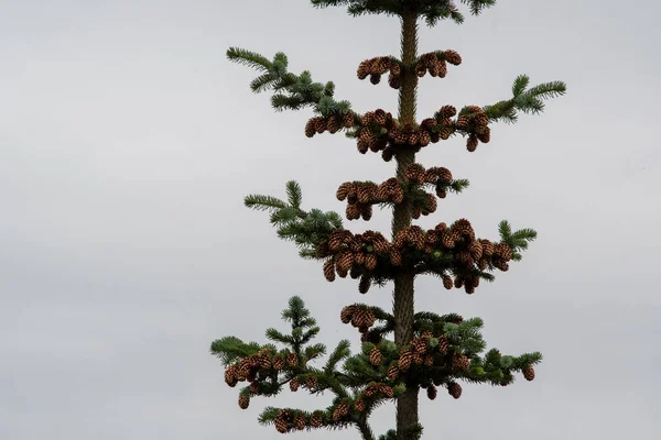 Landscape Picea Engelmannii Spruce Tree Selfoss South Iceland — Stock Photo, Image