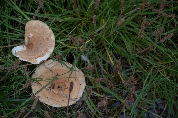 Κλείσιμο Των Μανιταριών Lactarius Στο Γρασίδι Στη Selfoss Της Ισλανδίας — Φωτογραφία Αρχείου