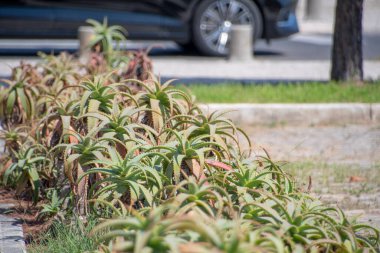 Yazın Lizbon 'da kaldırımda büyüyen Aloe Vera manzarası