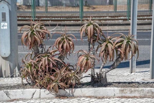 Paisagem Aloe Arborescens Candelabra Aloe Crescendo Calçada Verão Lisboa — Fotografia de Stock
