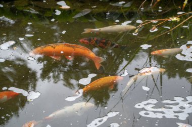 Kaiserslautern 'deki Japon bahçesinde yüzen Koi balıklarının manzarası