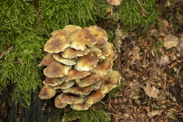 Τοπίο Των Μανιταριών Hypholoma Που Αναπτύσσονται Ένα Βρύα Log Στο — Φωτογραφία Αρχείου