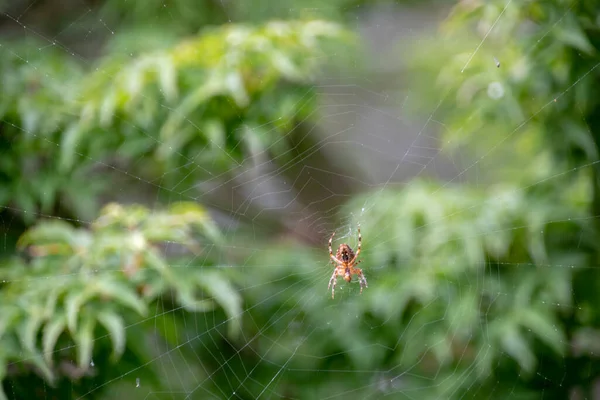 Krajina Araneus Diadematus Korunovaný Orbweaver Japanischer Garten Kaiserslautern — Stock fotografie