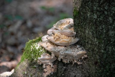 Kaiserslautern 'deki Wildpark' ta Trametes mantarlarının manzarası