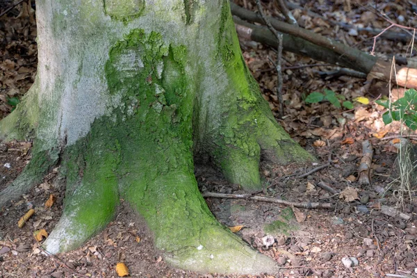 Landscape Stump Covered Moss Forest Kaiserslautern — стокове фото