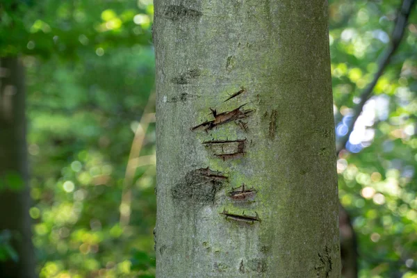 Landscape Cut Tree Trunk Forest Kaiserslautern — стокове фото