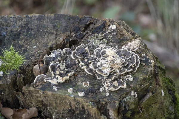 Τοπίο Του Trametes Versicolor Ουρά Γαλοπούλας Wildpark Στο Kaiserslautern — Φωτογραφία Αρχείου