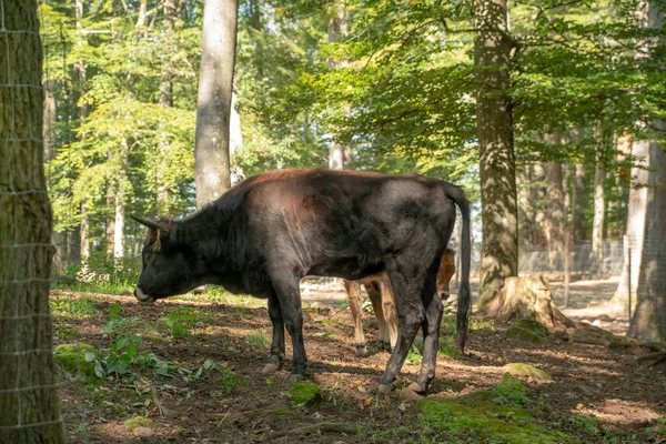 Paysage Taureau Noir Dans Wildpark Kaiserslautern — Photo