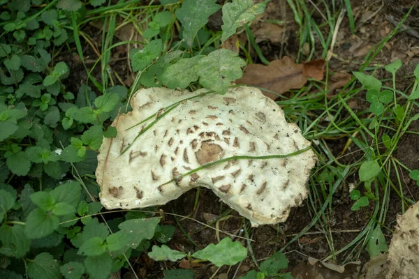 Landscape Chlorophyllum Mushroom Wildpark Kaiserslautern — Zdjęcie stockowe