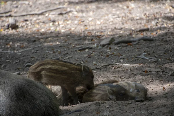 Paysage Famille Des Cochons Sauvages Wildschwein Dans Wildpark Kaiserslautern — Photo