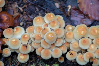 Palatinate Ormanı 'ndaki ağaçta yetişen turuncu tüp mantarları.