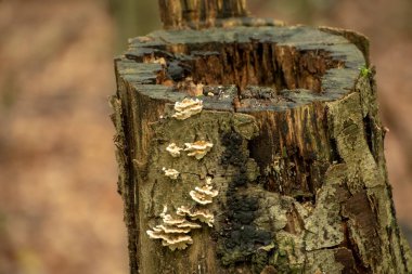Palatinate Ormanı 'ndaki ağaçta yetişen mantarlar