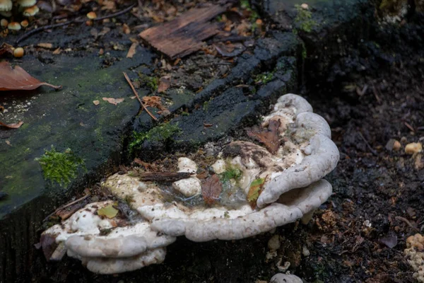 Trametes Support Champignon Ramant Sur Une Souche Arbre Dans Forêt — Photo