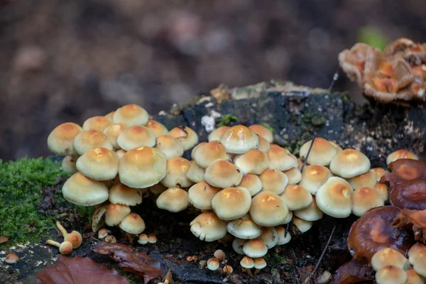 Orange Hypholoma Tuft Mushrooms Growing Tree Palatinate — Fotografia de Stock