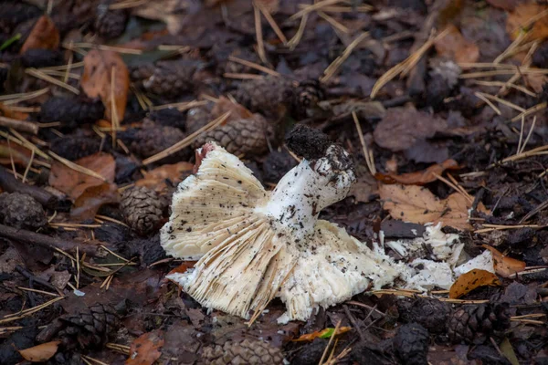 Fallen White Dying Mushroom Forest Floor Palatinate Forest — Zdjęcie stockowe