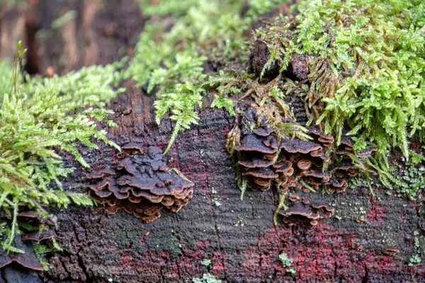 Hymenochaete Rubiginosa Μανιτάρι Φλοιό Κουρτίνας Βελανιδιάς Αυξάνεται Δέντρο Στο Palatinate — Φωτογραφία Αρχείου